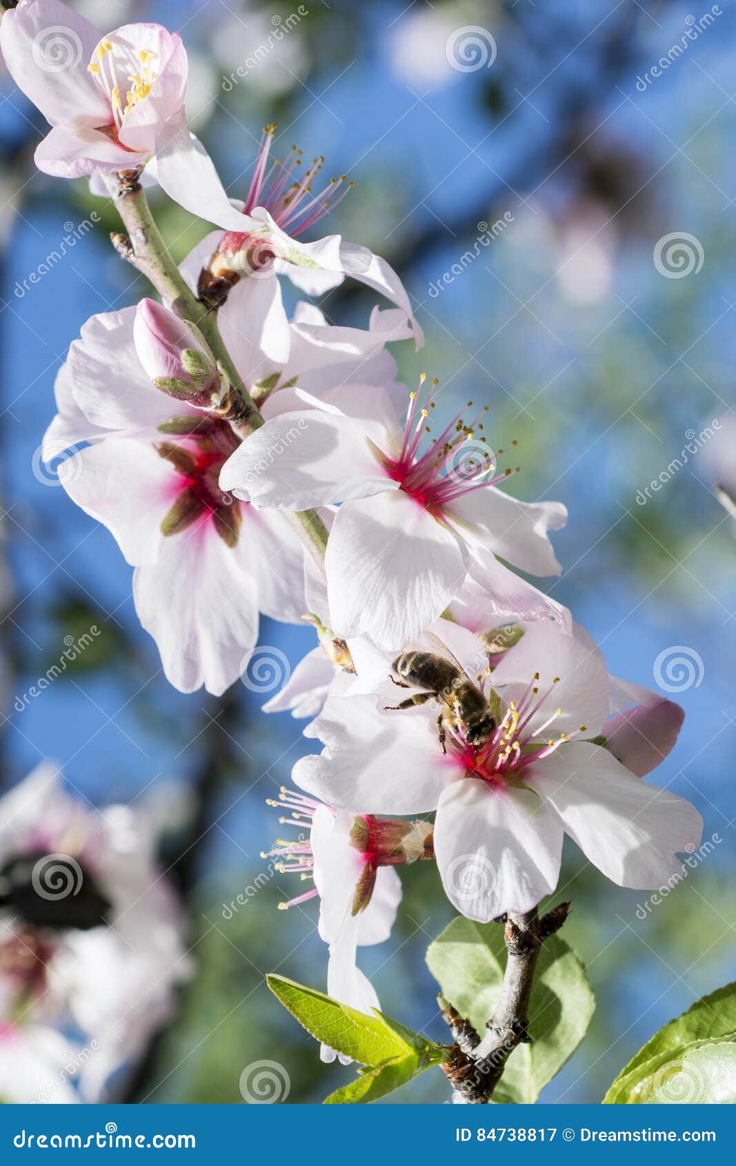 bee in white almond