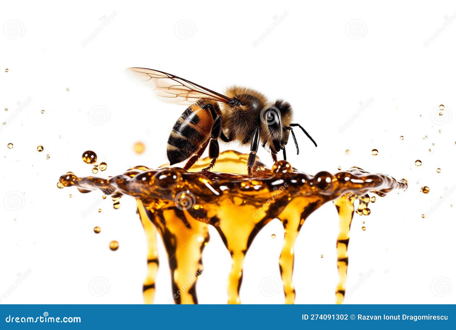 Bee on a White Background with Drips of Honey, Emphasizing the