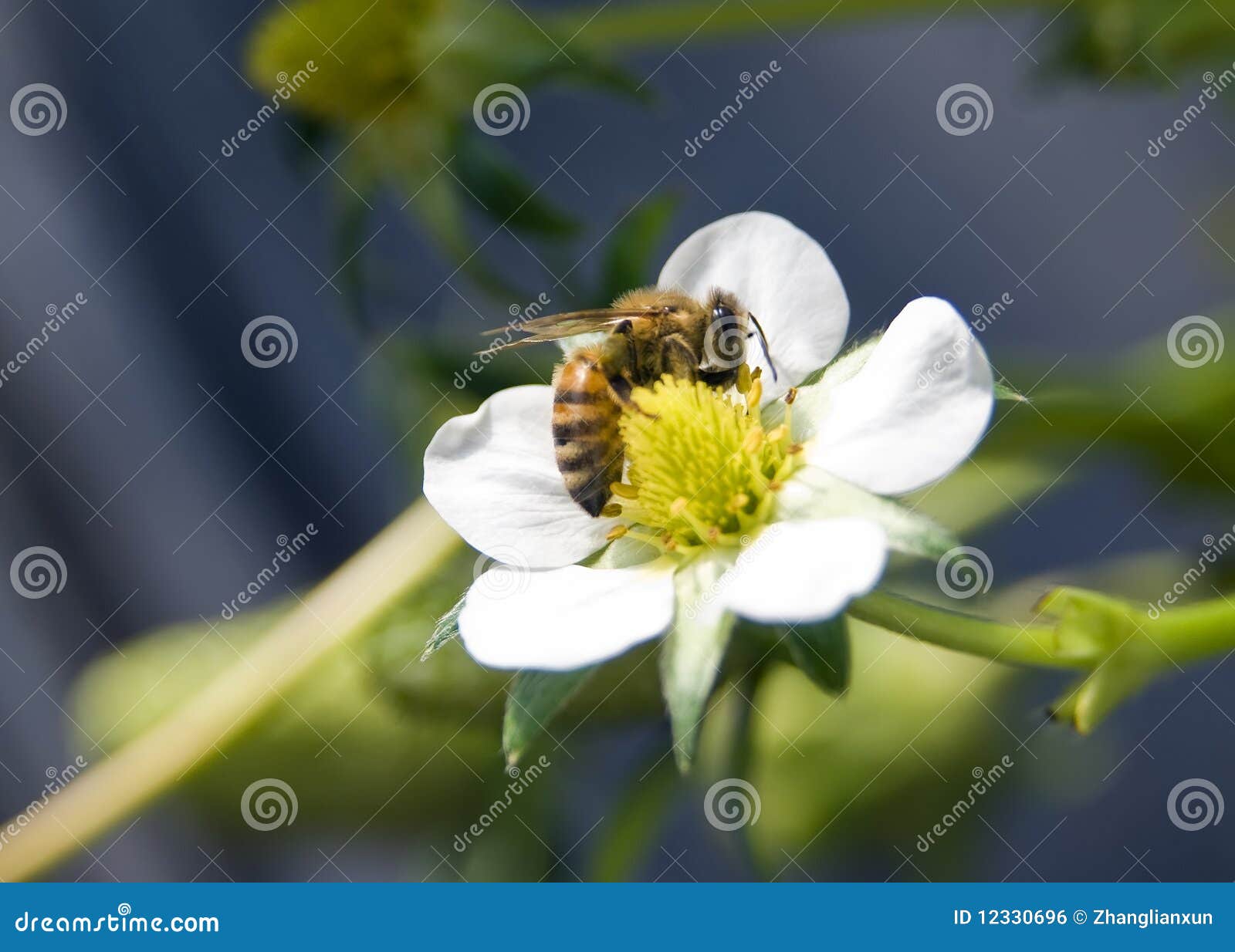 Bee in the White Strawberry Flowers Stock Photo Image of detail