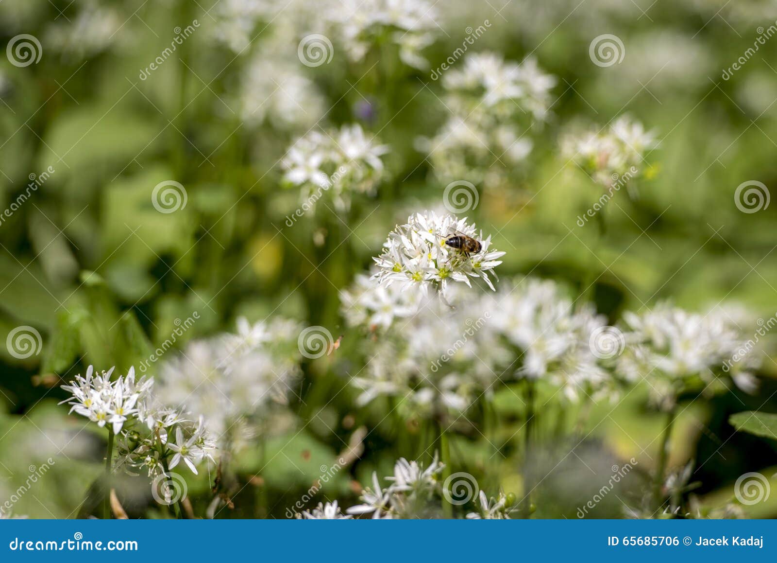 Bee on wild garlic flower stock photo. Image of natural 65685706