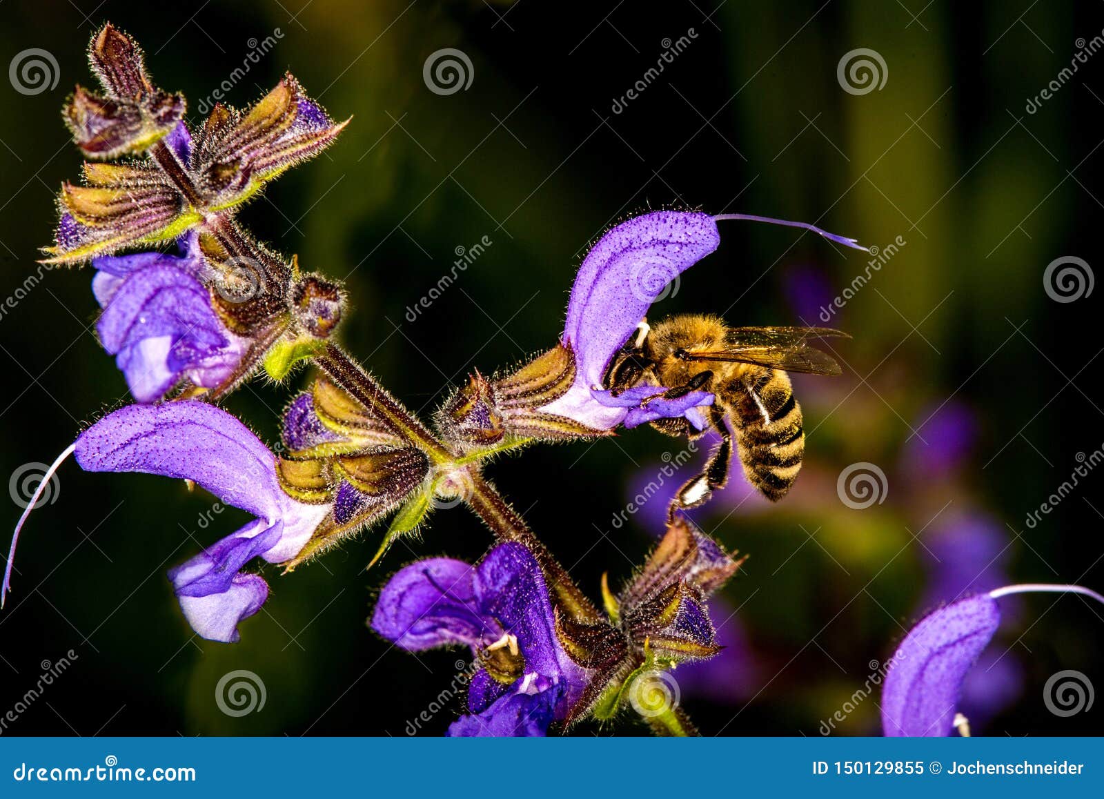 Bee on wild sage flower stock image. Image of salvia 150129855