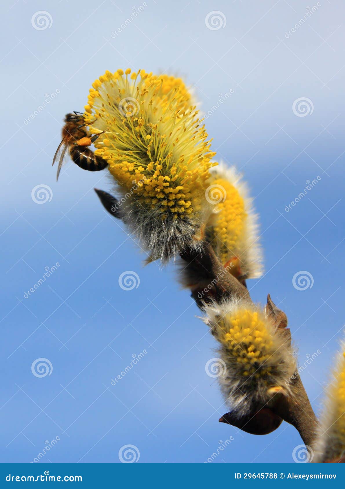 Bee on willow flowers stock photo. Image of color, shallow - 29645788