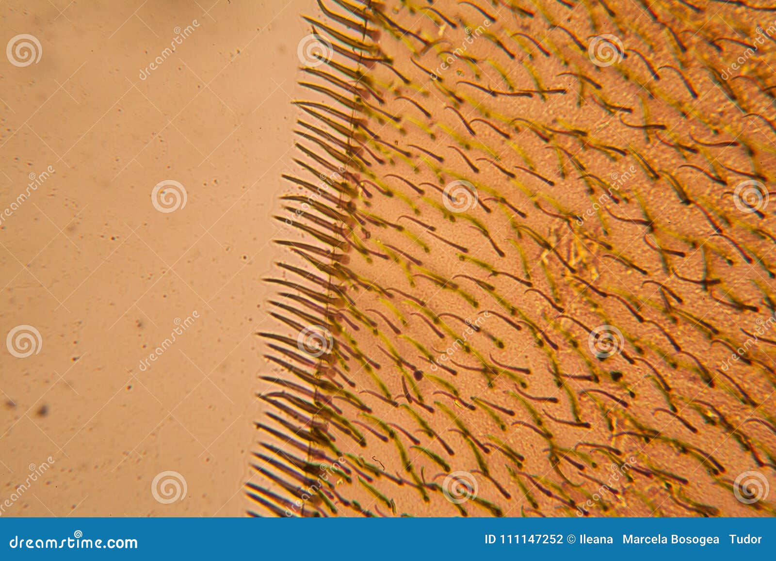 Bee wing at the microscope stock photo. Image of school 111147252