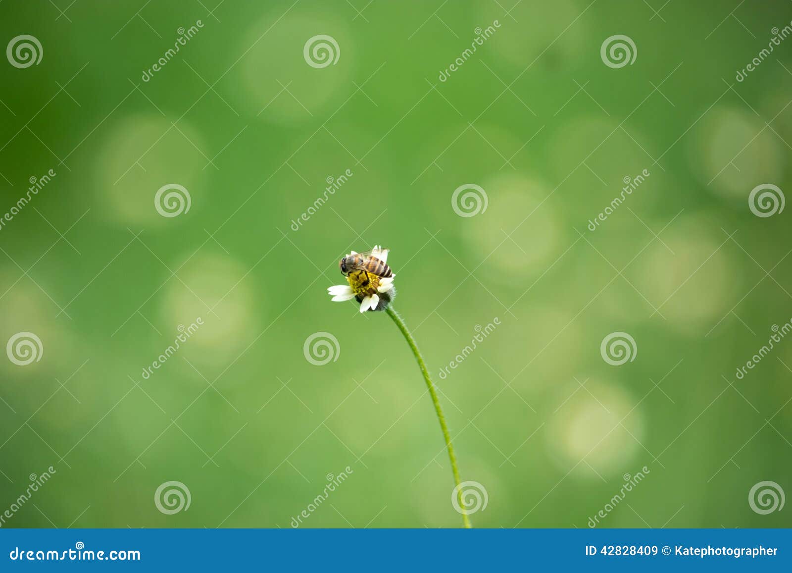 Bee Worker Collecting Pollen from Grass Flowers. Stock Image Image of