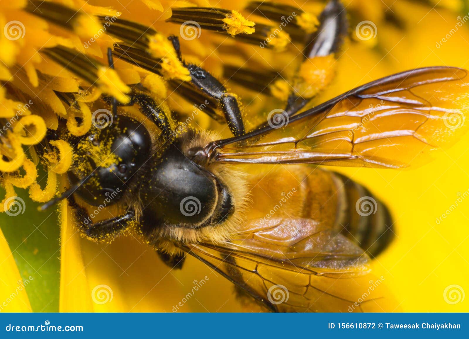 Bee Working on Sunflower, Macro Insect Stock Photo Image of close