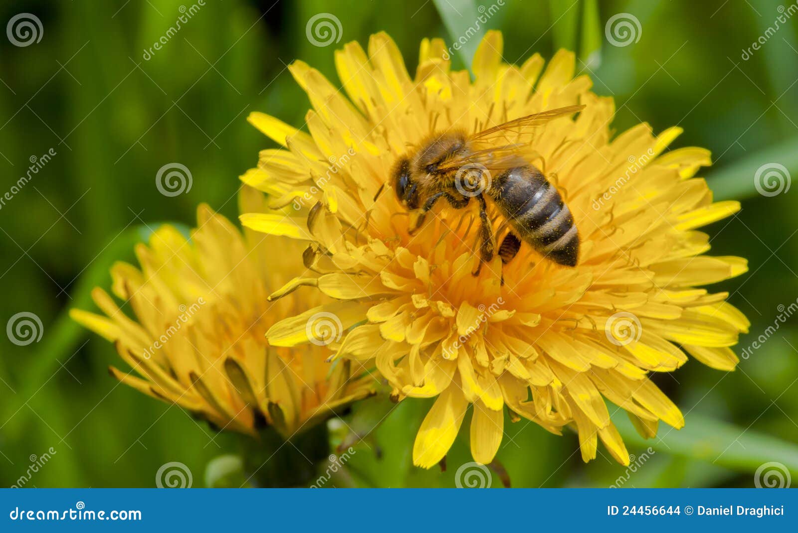 Bee on yellow flower stock photo. Image of green, closeup 24456644