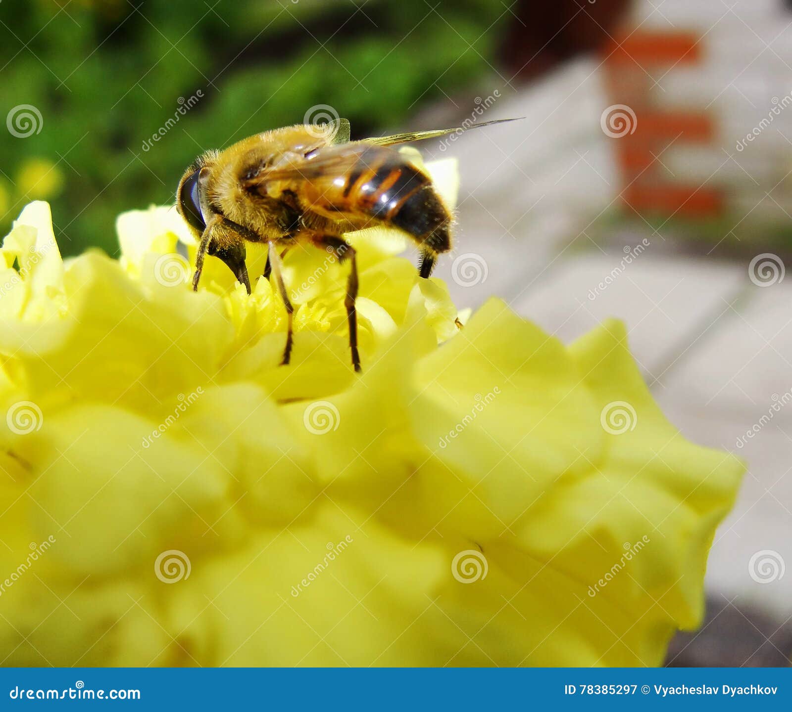 in the summer garden. wasp collects nectar on a yellow flower garden.