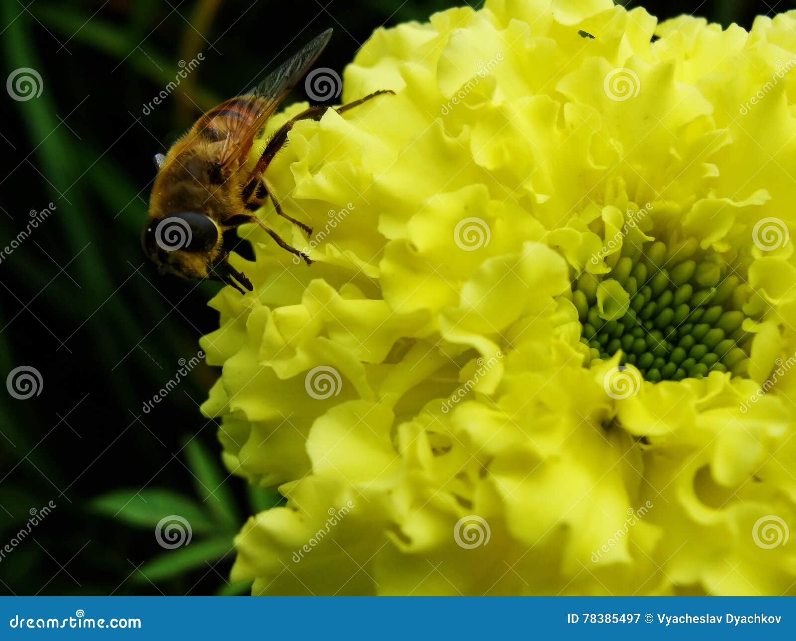 in the summer garden. wasp collects nectar on a yellow flower garden.