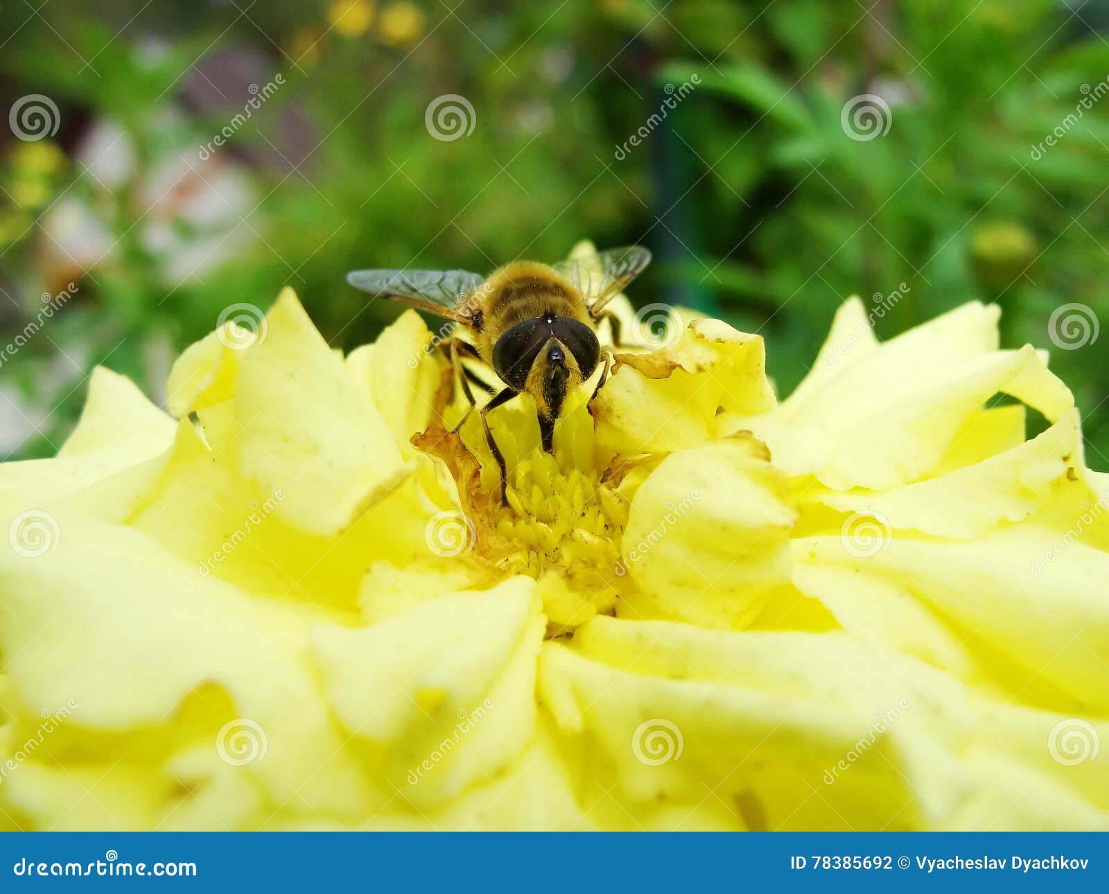 in the summer garden. wasp collects nectar on a yellow flower garden.
