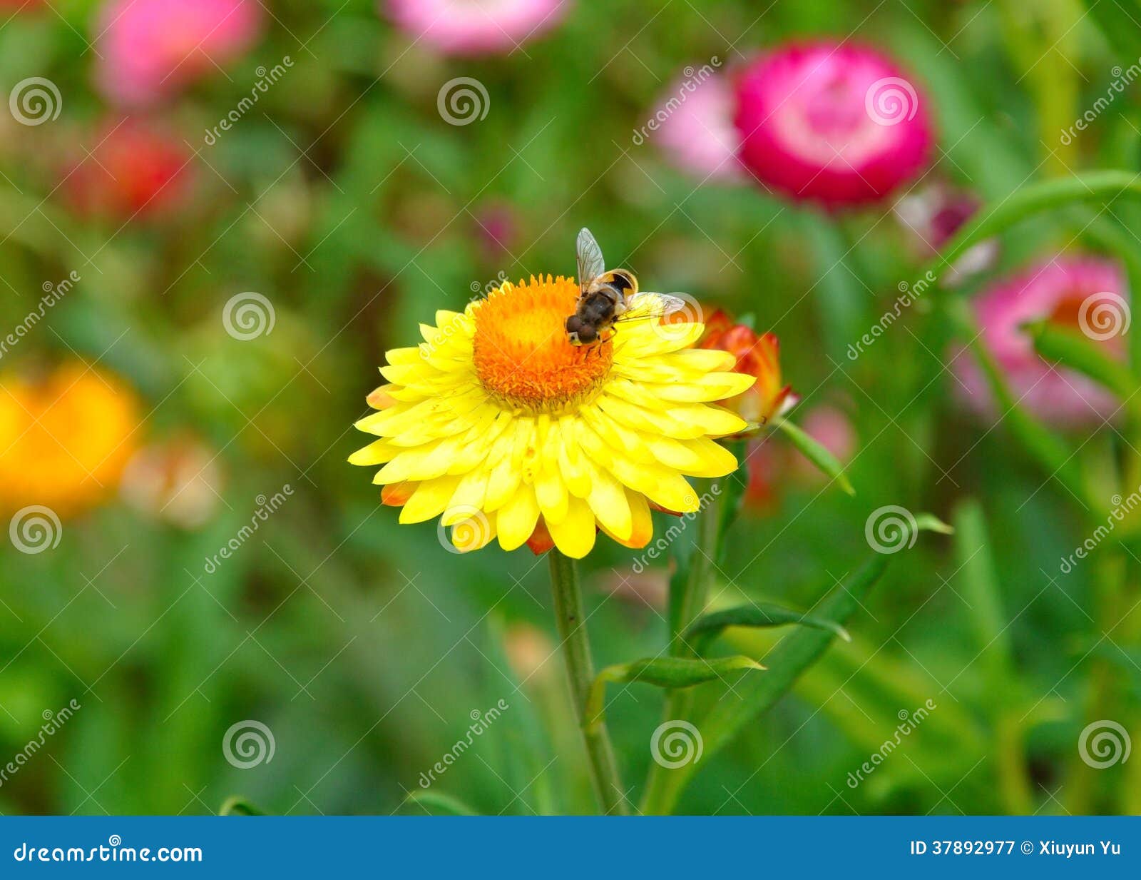 A Bee on a Yellow Straw Flower Stock Image Image of insect, yellow 37892977