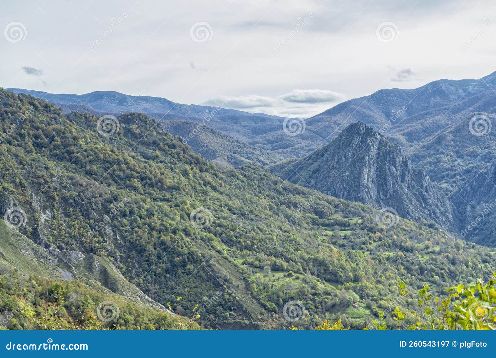 beech forest in autumn in soto de sajambre within the picos de europa national park in spain
