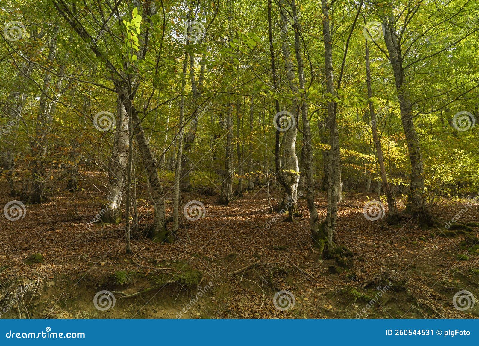 beech forest in autumn in soto de sajambre within the picos de europa national park in spain