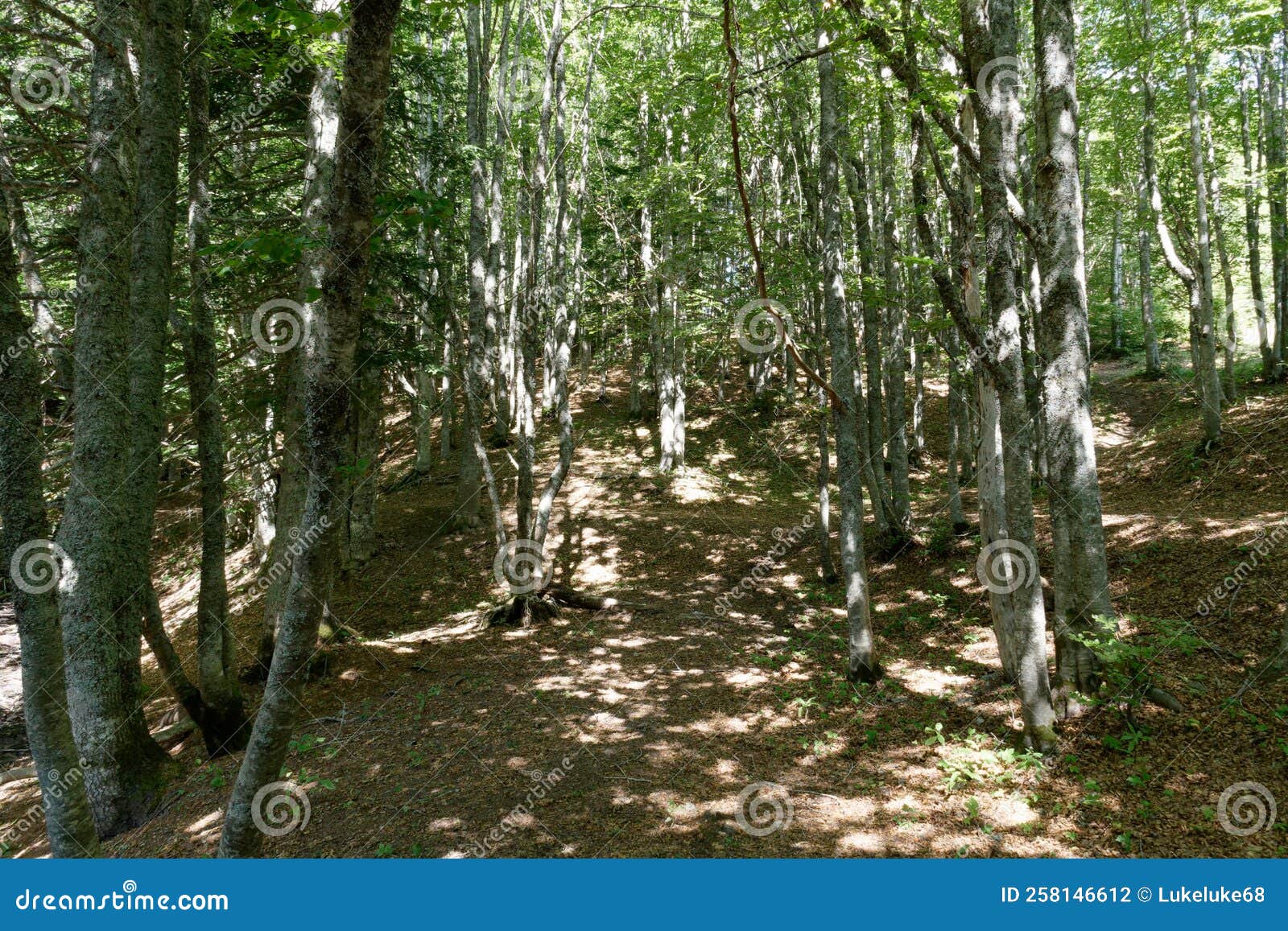 beech forest landscape in abetone mountains in summer . tuscany, italy
