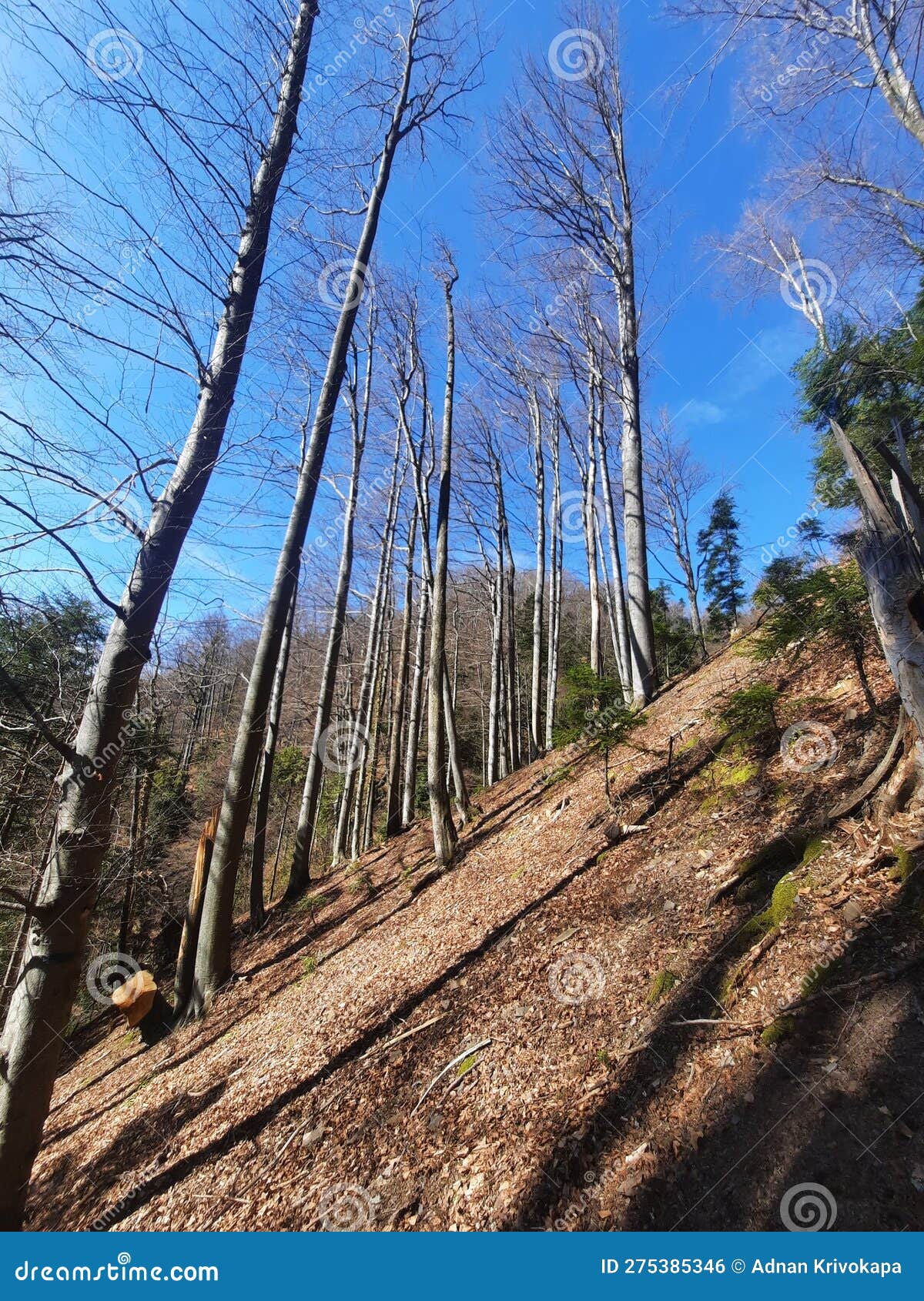 beech forest near bistricak, zenica, bosnia and herzegovina