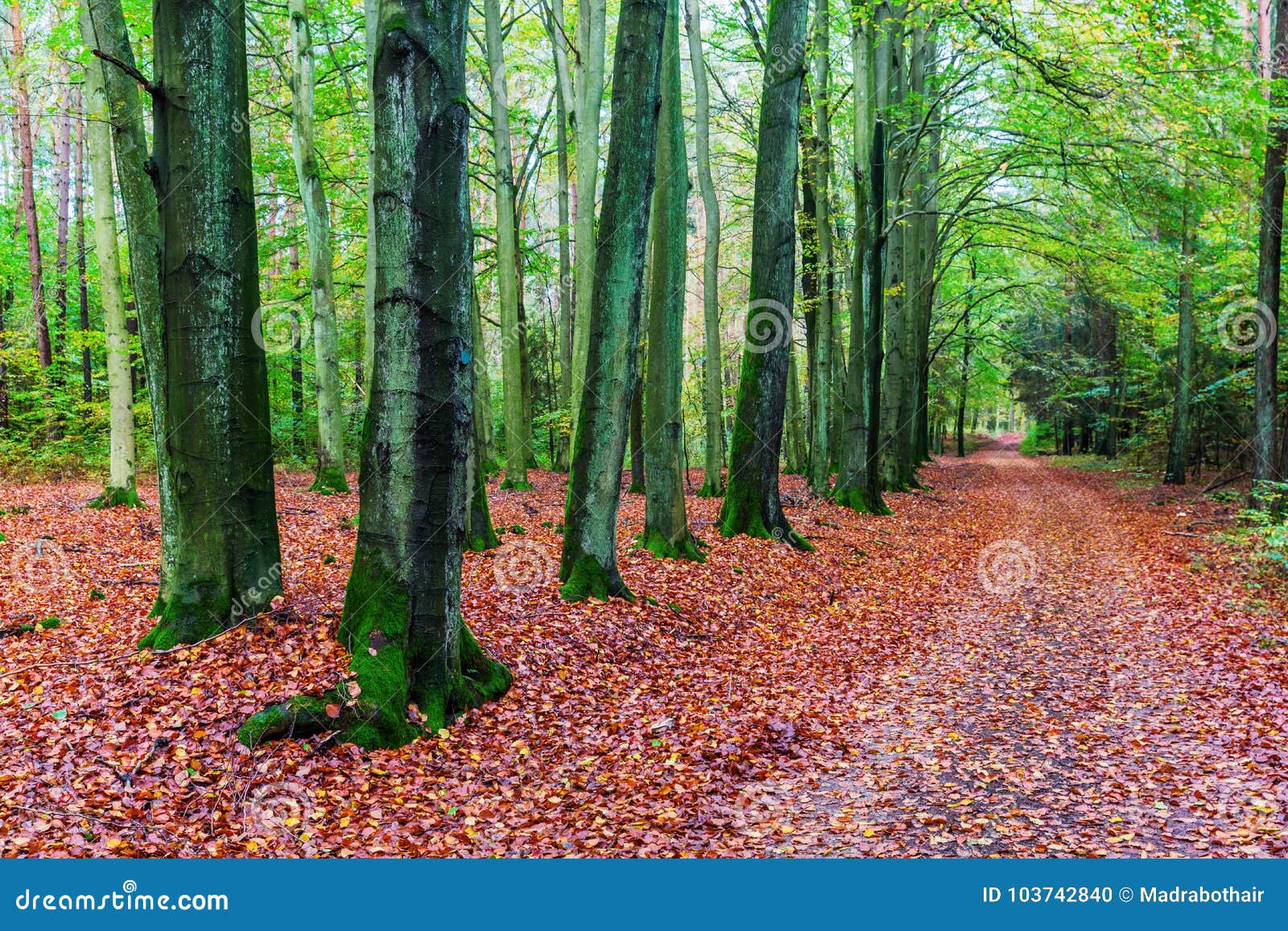 Beech Forest With Forest Path In Autumn Stock Photo Image Of Season