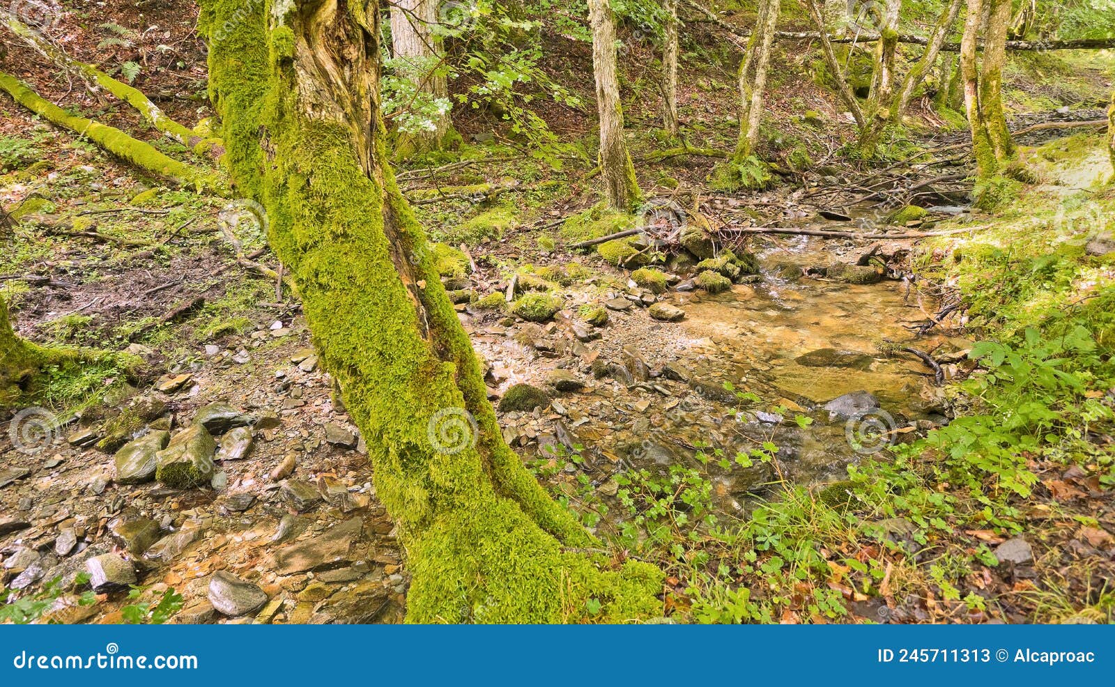 beech forest, sierra de la demanda, spain