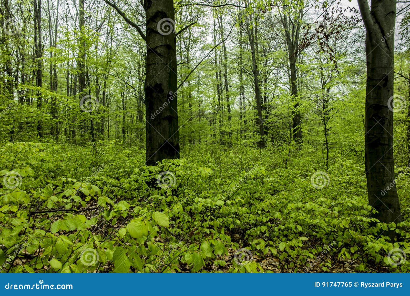 Beech Forest in Spring with Young, Leaves As a Background Stock Image ...
