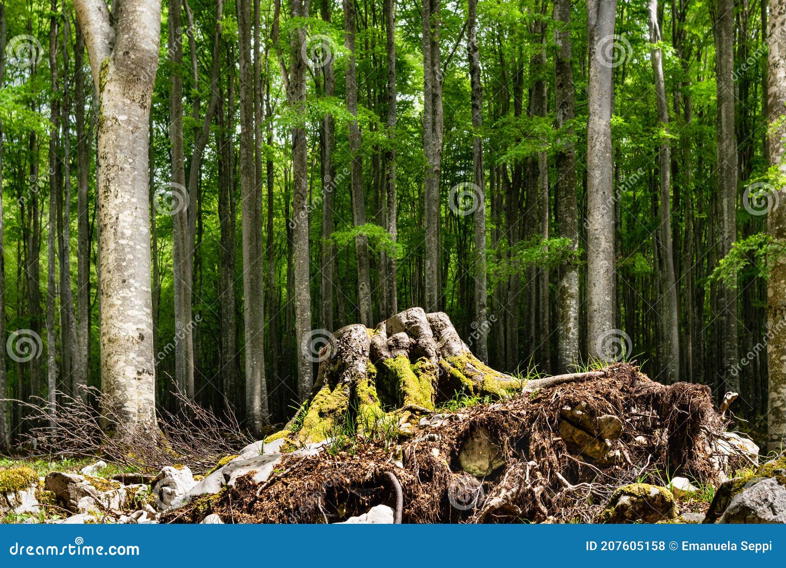 beech forest in the summer. straight trunks and shading foliage. the uprooted stump of a beech. alpago  belluno  italy
