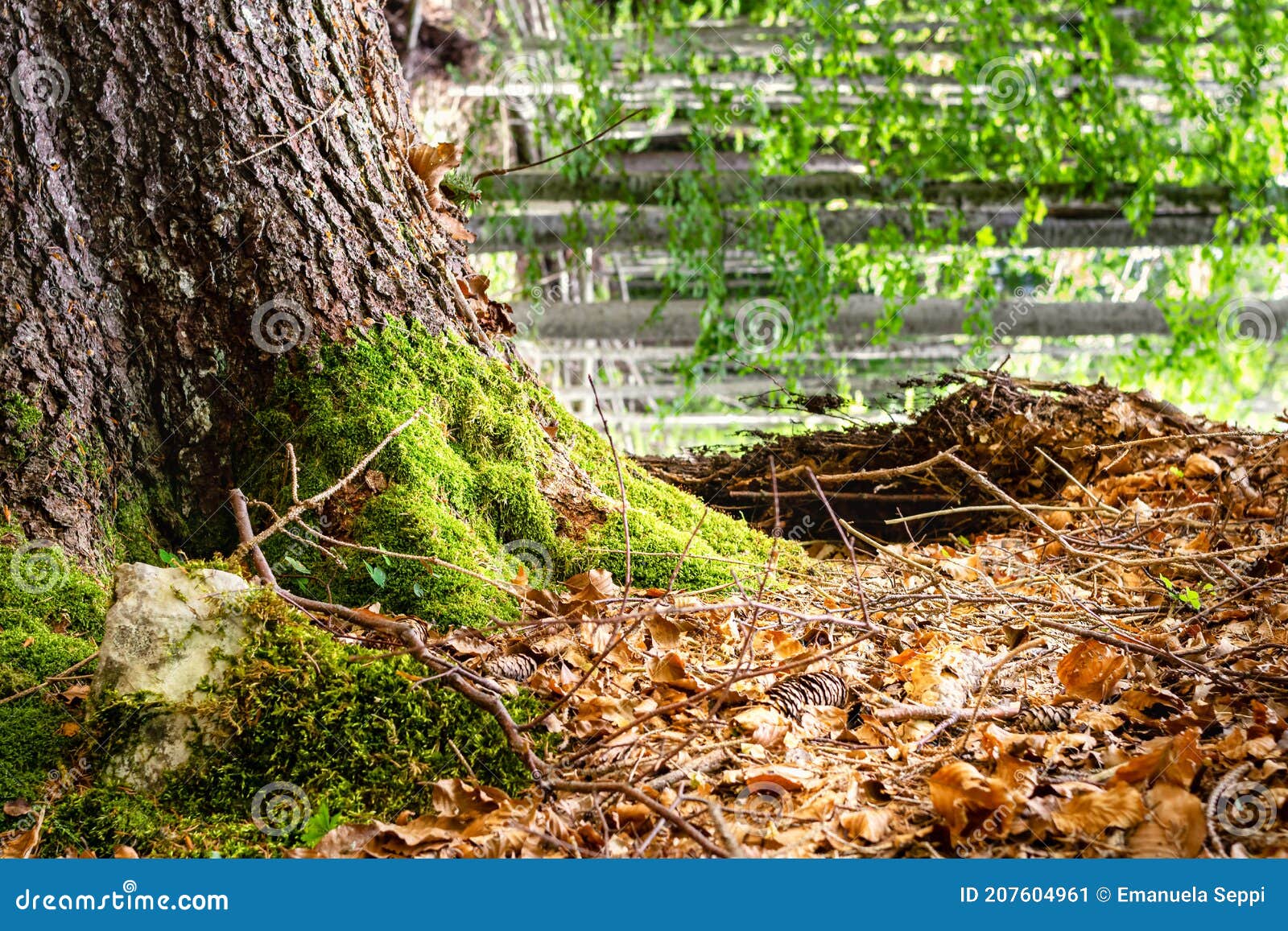beech forest in summer. the roots of a beech tree uprooted by the storm vaia. tambre  alpago  belluno  italy