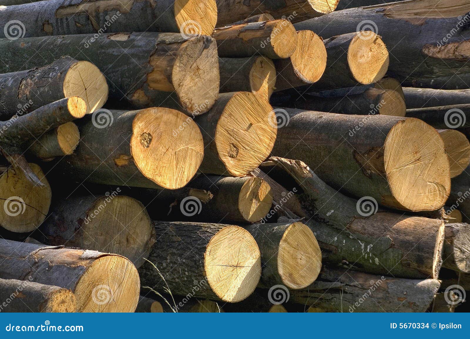 Beech logs stock photo. Image of fagus, beech, wood, logs 5670334