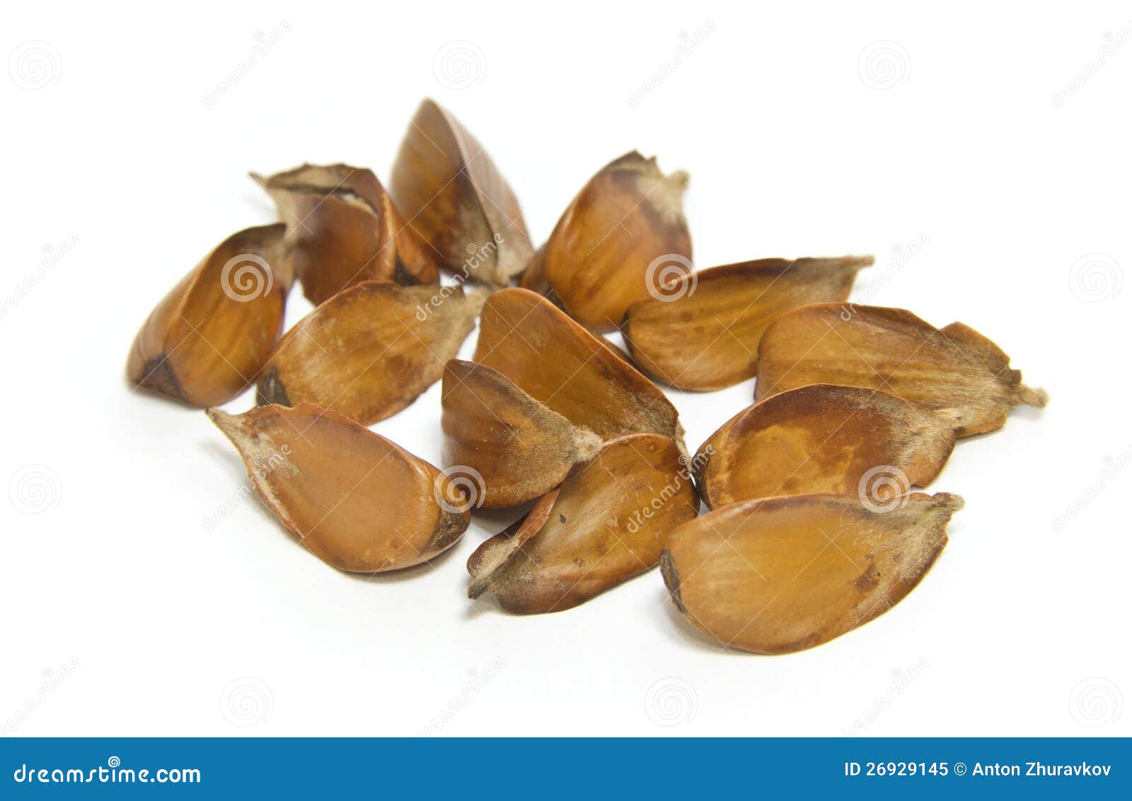 Beech nuts stock image. Image of food, fall, mast, plant 26929145
