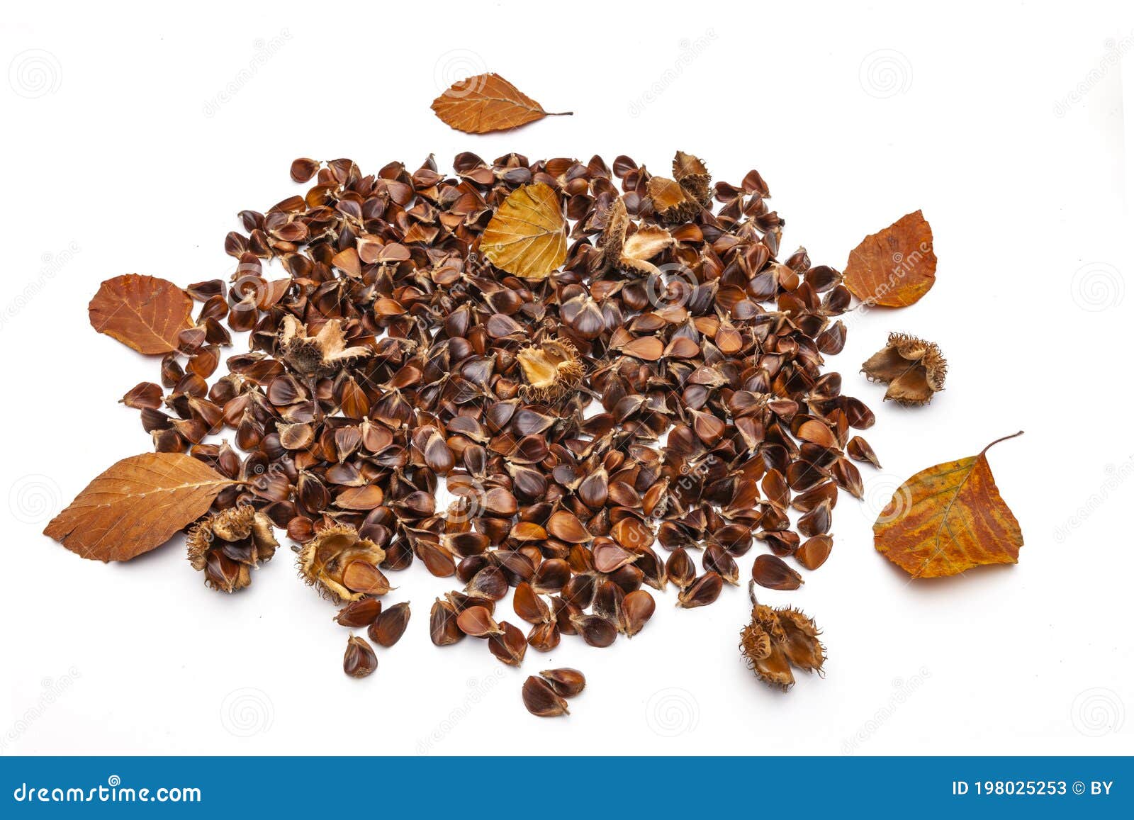 Beech nuts stock image. Image of fagus, natural, european 198025253