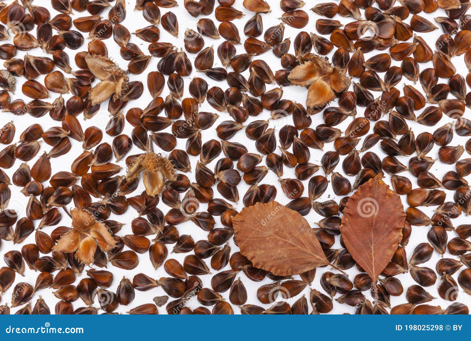 Beech nuts stock photo. Image of natural, beech, diet 198025298