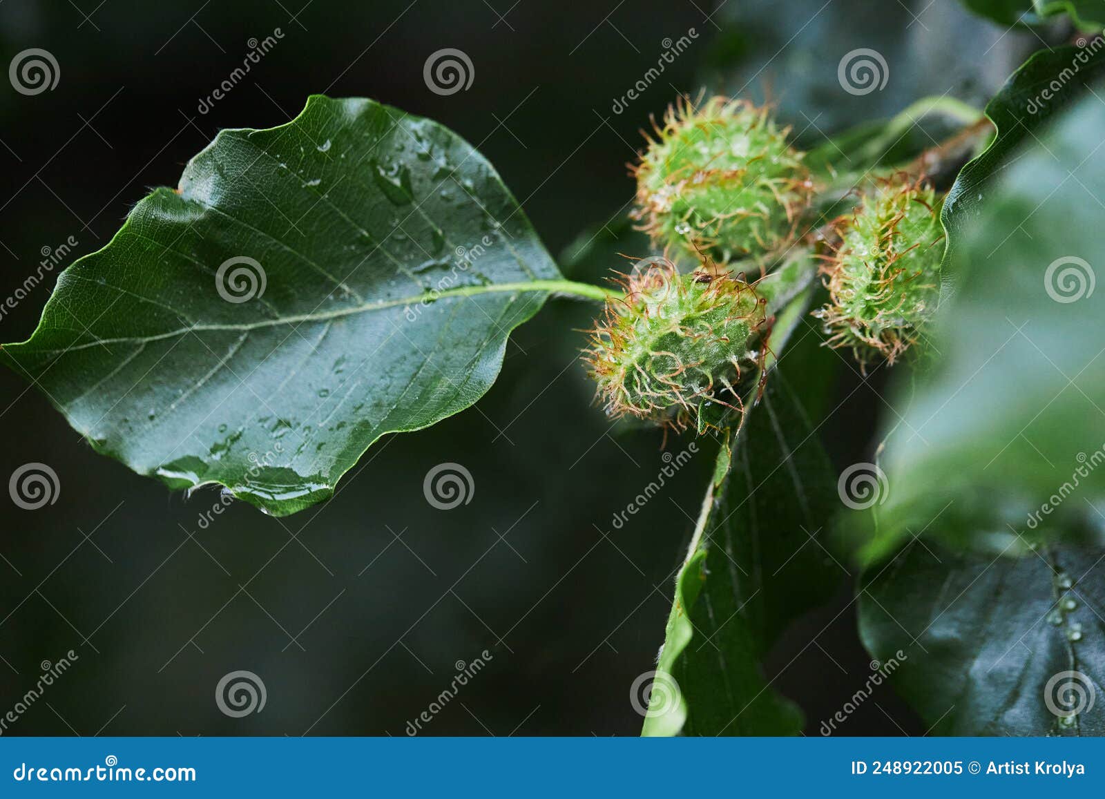 Beech Nuts in the Pod, Beech Fagus Sylvatica. Stock Image Image of