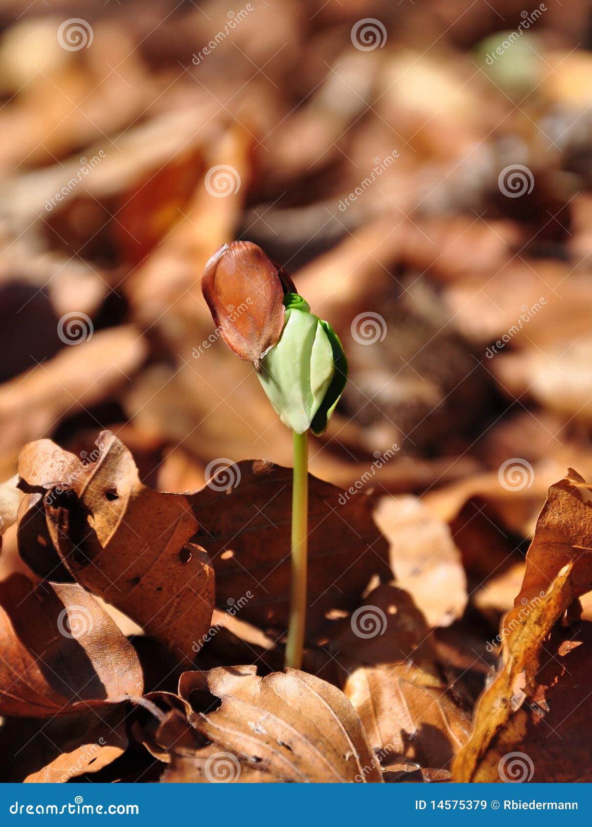 Beech seedling stock image. Image of forest, sylvatica 14575379