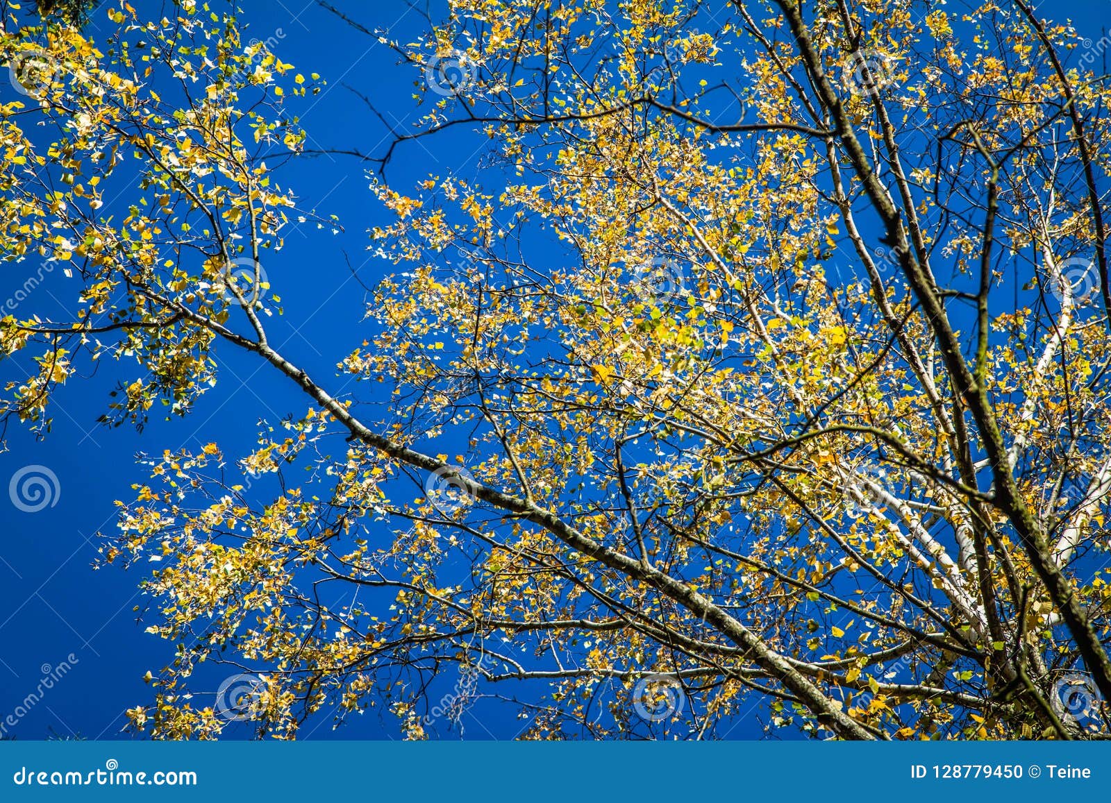 Beech tree in autumn stock photo. Image of walk, golden - 128779450