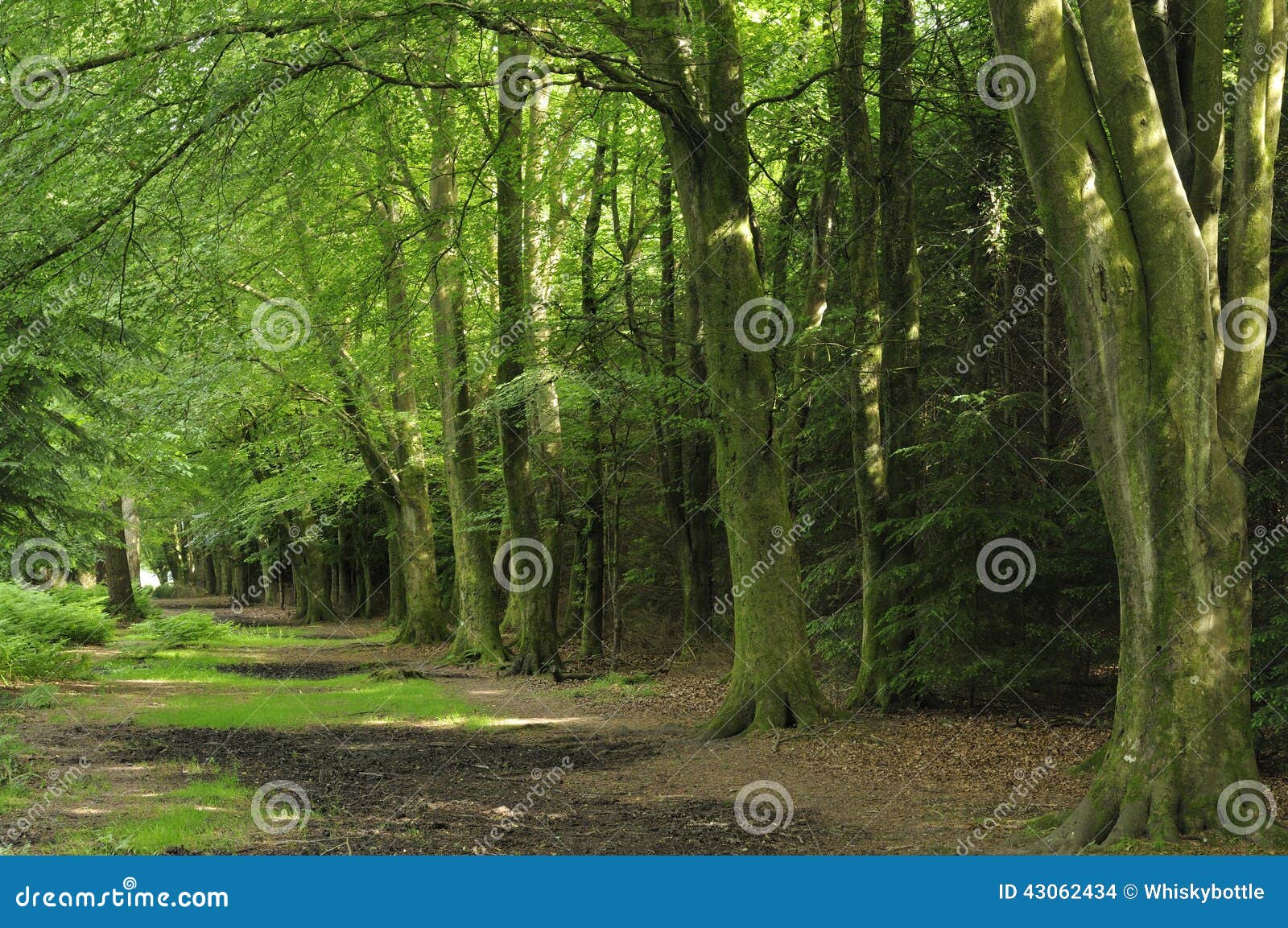 Beech Tree Avenue stock photo. Image of woods, british 43062434