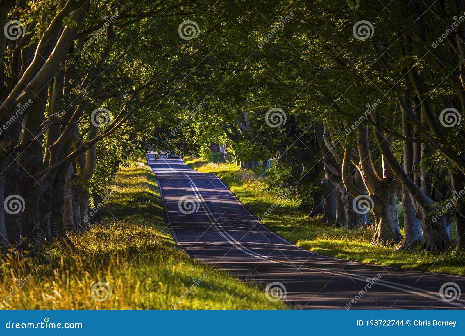 beech tree avenue near wimborne in dorset