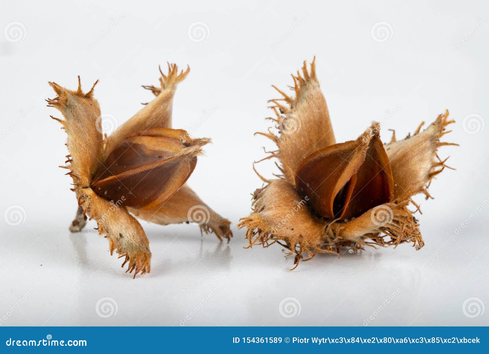 Beech Tree Fruit On A Light Table Seeds Of The Deciduous Tree Stock Image Image Of Season Nutrition Beech Tree Fruit On A Light Table Seeds Of The Deciduous Tree Stock Image Image Of Season Nutrition