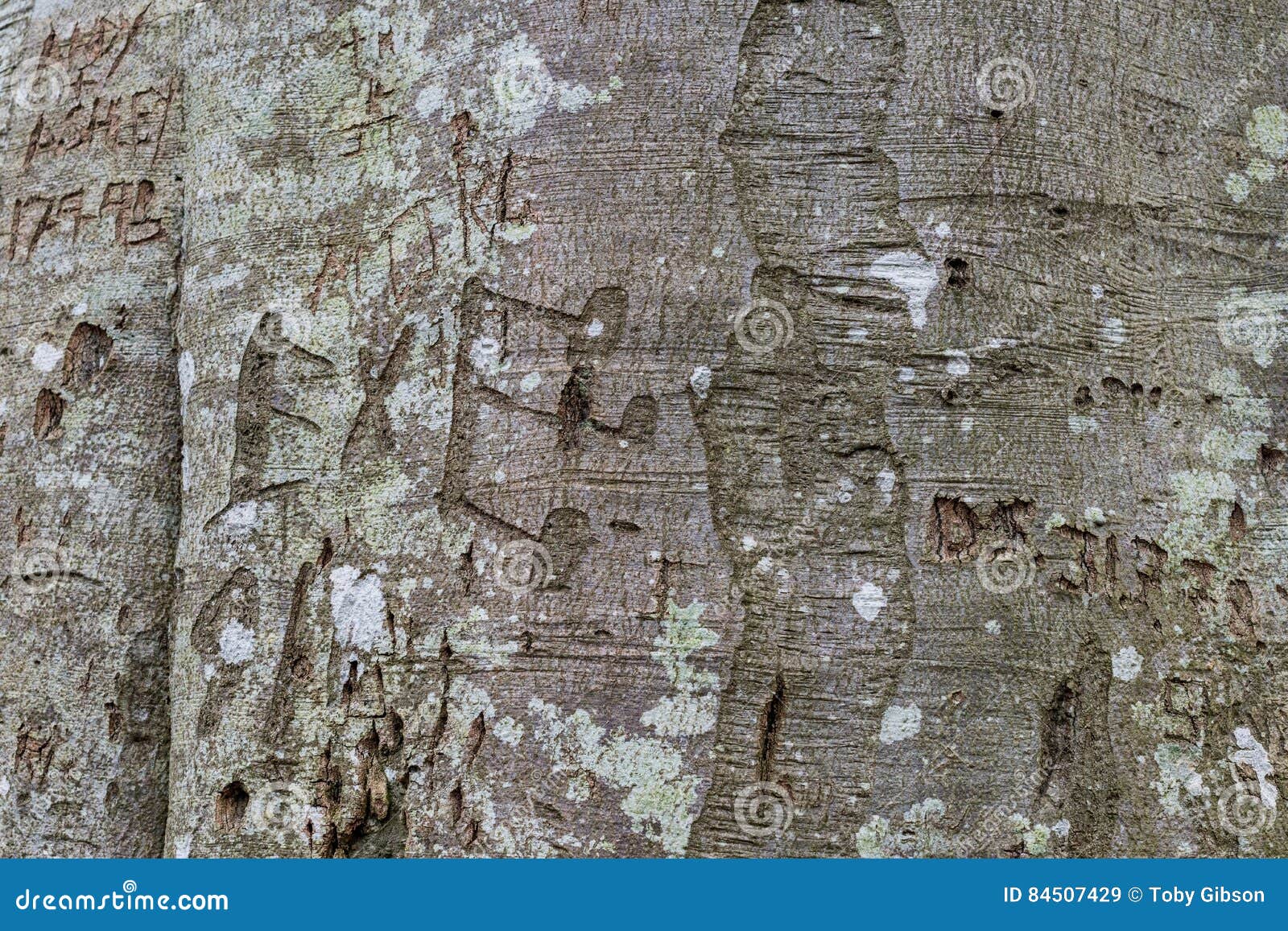 Beech tree graffiti stock image. Image of markings, scar - 84507429