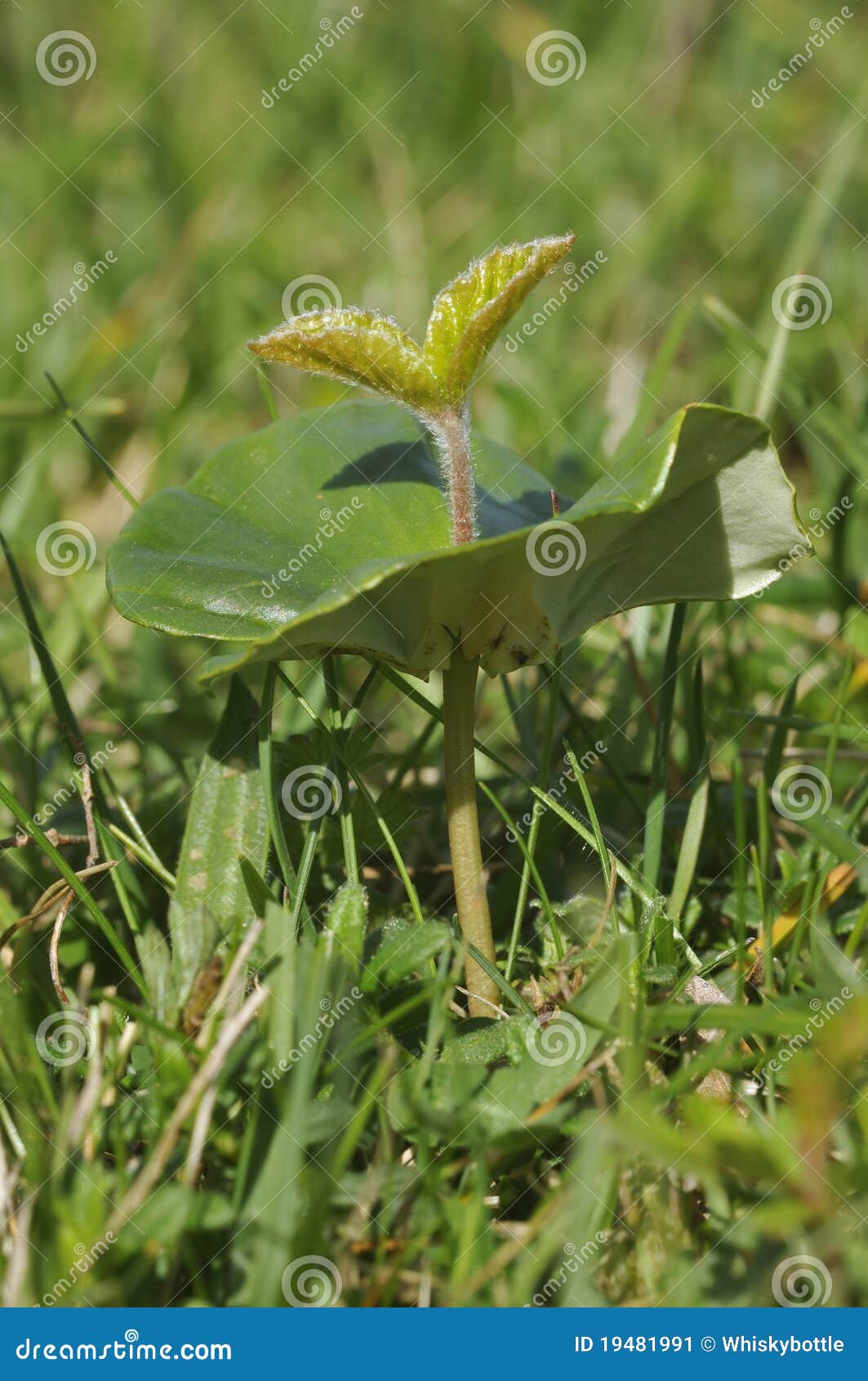 Beech Tree seedling stock image. Image of cotswold, wildlife 19481991
