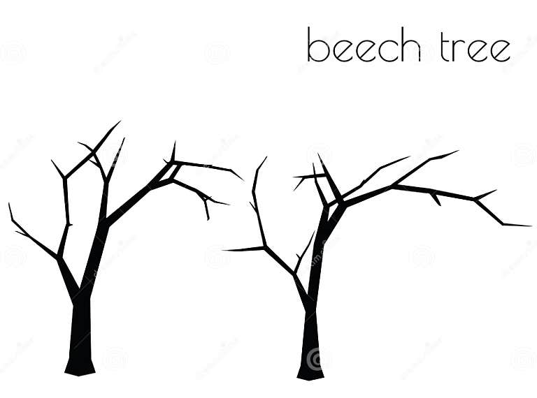 Beech Tree Silhouette on White Background Stock Vector - Illustration