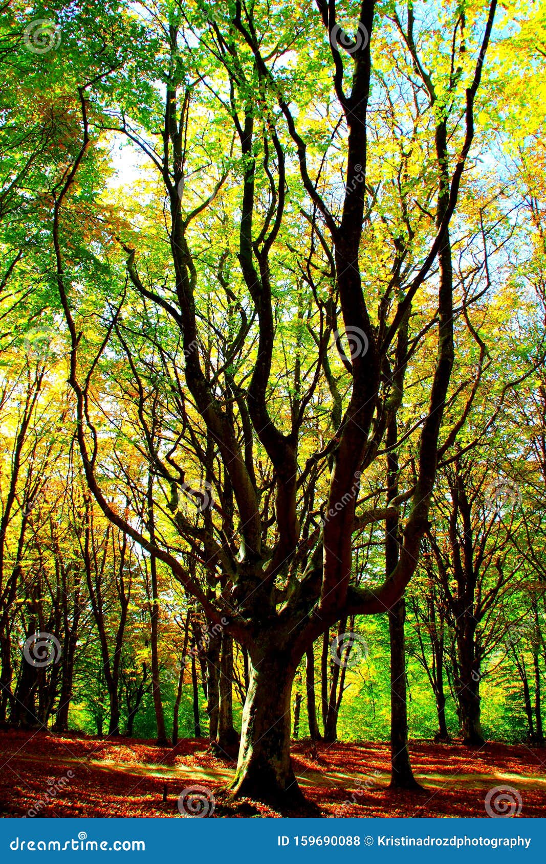 freemind vertical tree freemind vertical tree