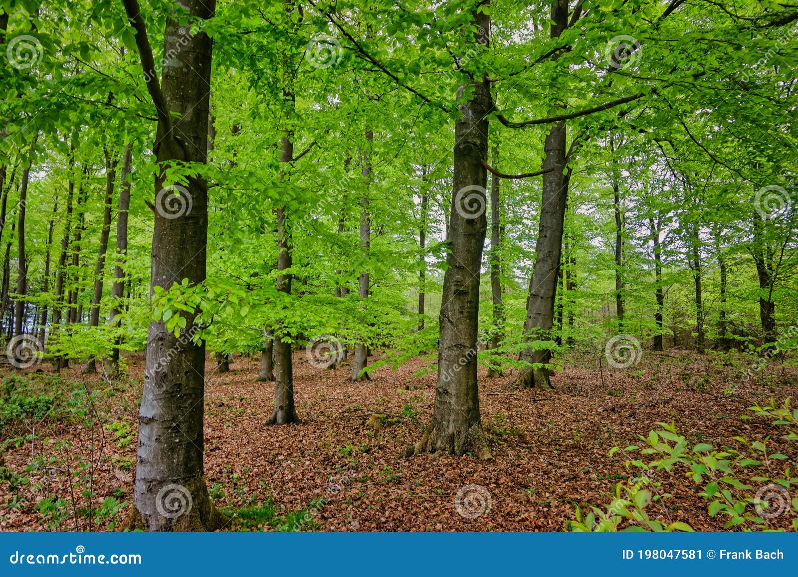 Beech Trees Plantation Reforestation in Tirslund, Denmark Stock Image ...