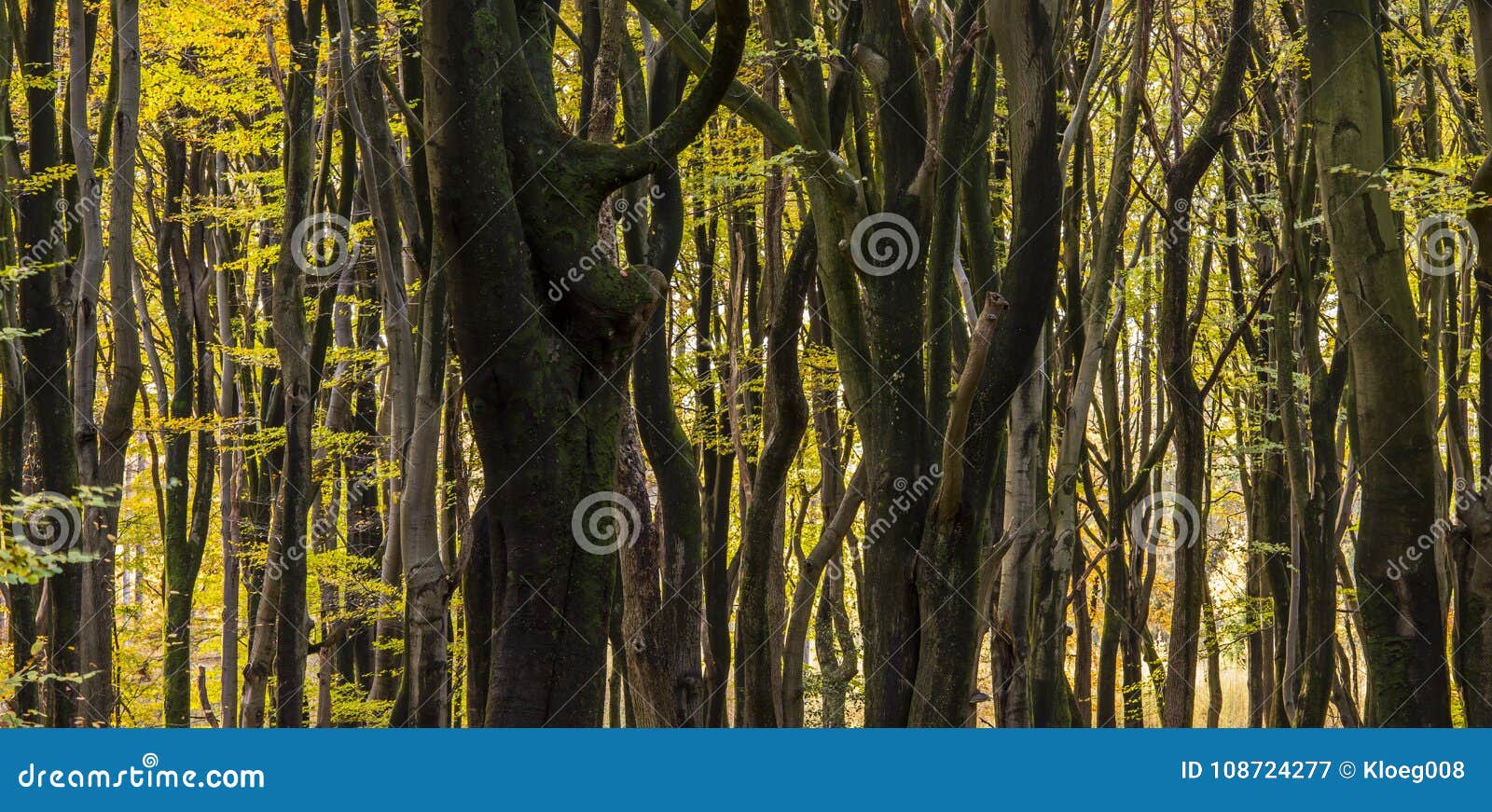beech trees in vierhouten forest