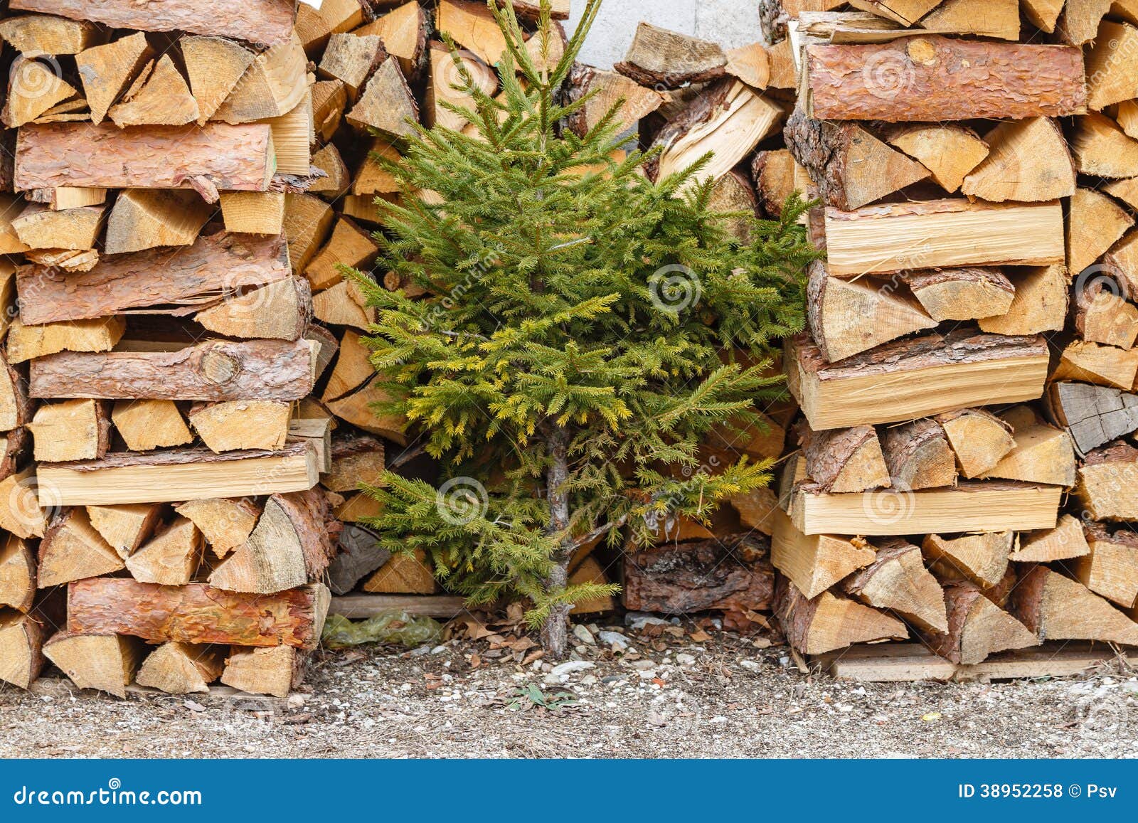 Beechen firewood stock photo. Image of material, uneven 38952258