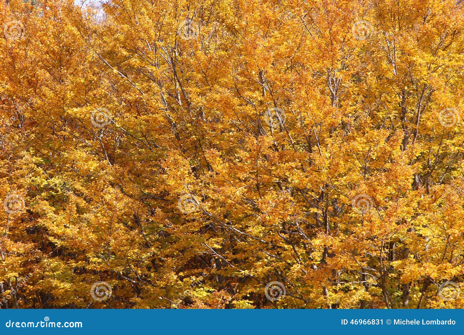 beeches in autumn, the branches and the leaves