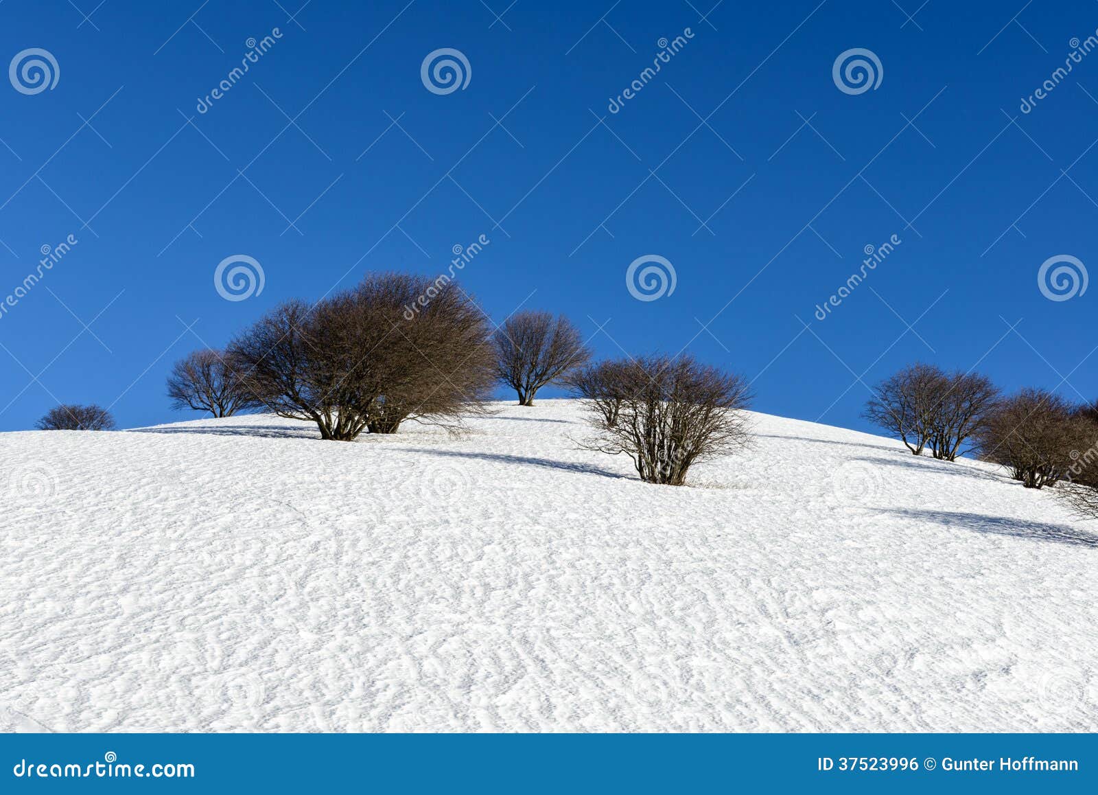 beeches on mount san primo (north italy)