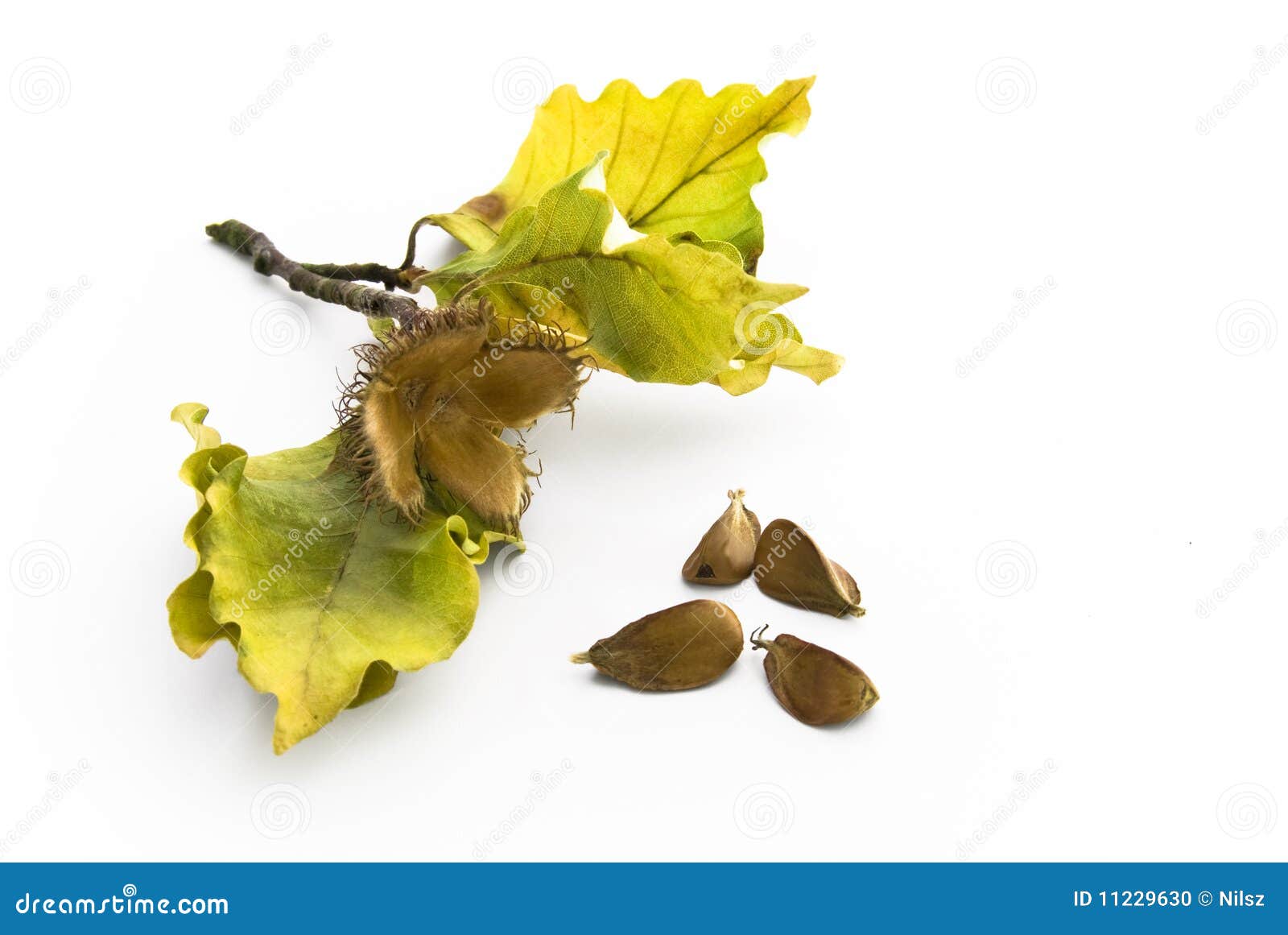 Beechnut with Leaves and Seeds Stock Photo Image of process, cheerful