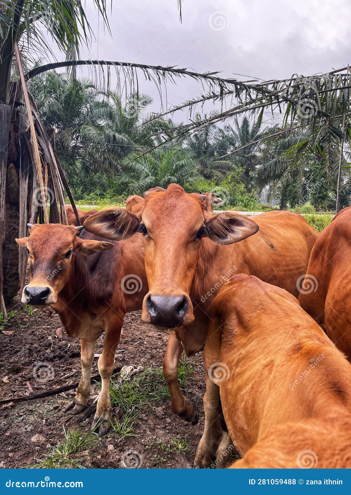 beef cattle breeder at parit raja, malaysia