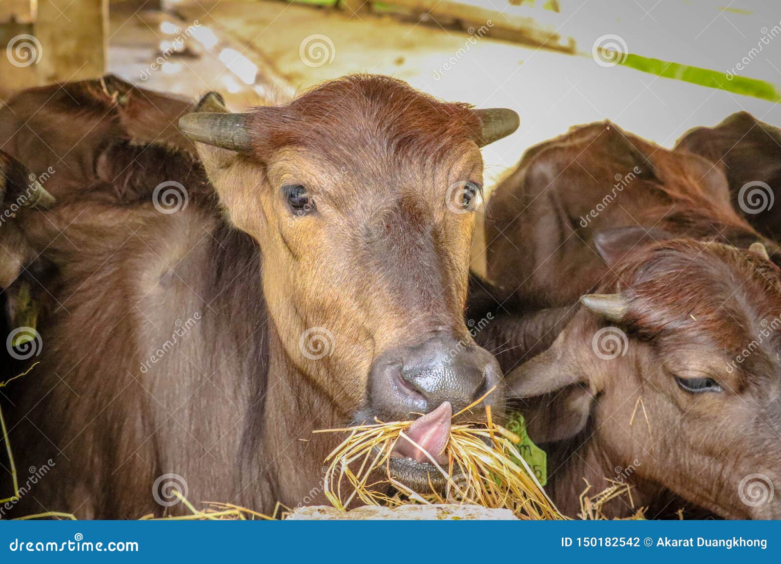 Beef cattle farm stock photo. Image of agriculture, barn 150182542