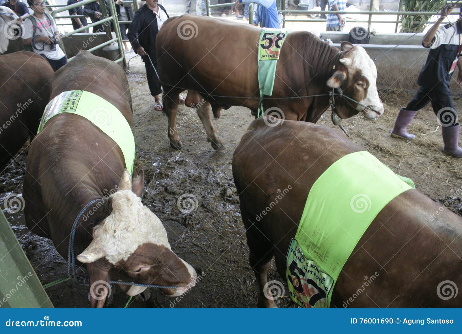 raising bulls for profit raising bulls for profit