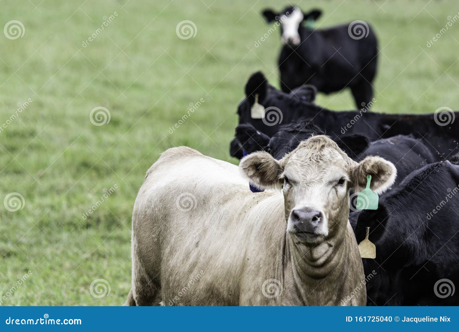 Beef Cattle To the Right with Negative Space To the Left Stock Photo