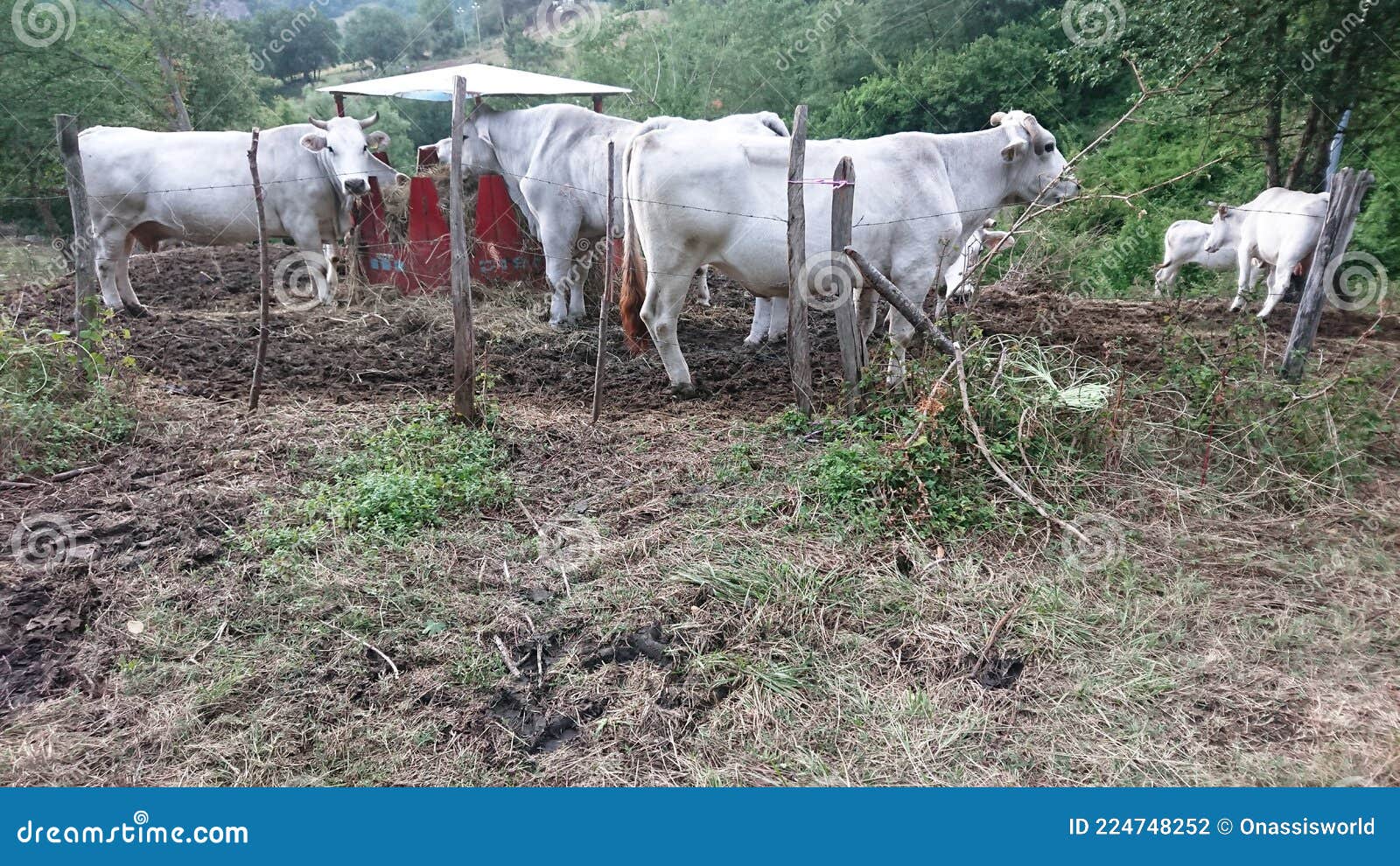 Beef Dairy Cows Bull Feeding Stock Photo Image of feeding, bull