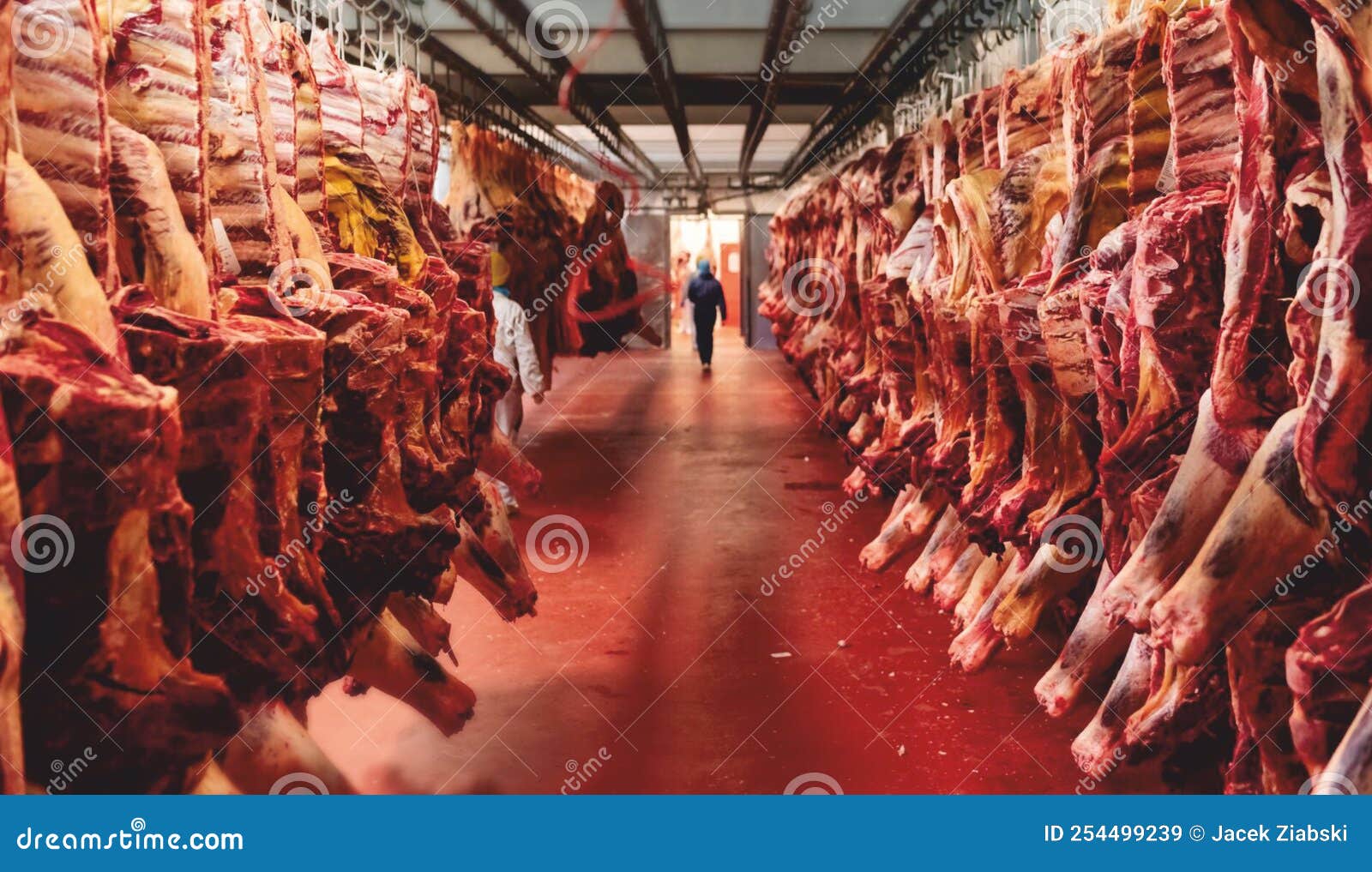 Beef Half Carcasses Hanging on Hooks in the Slaughterhouse. Meat
