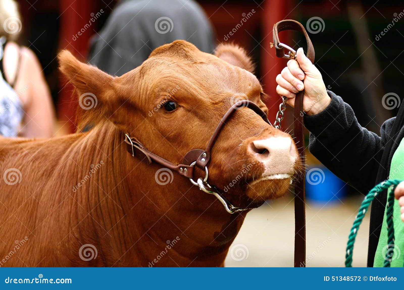 Beef Steers stock photo. Image of cows, fair, beef, show 51348572